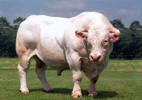 สายพันธุ์วัวชน