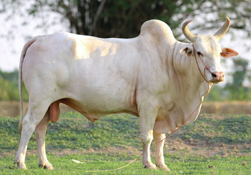 สายพันธุ์วัวชน