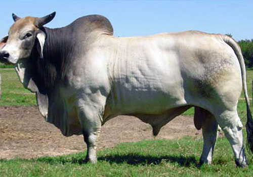 สายพันธุ์วัวชน