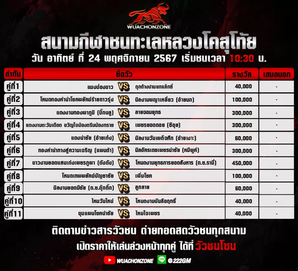 โปรแกรมวัวชน ทุ่งทะเลหลวงสุโขทัย วันที่ 24 พฤศจิกายน 2567