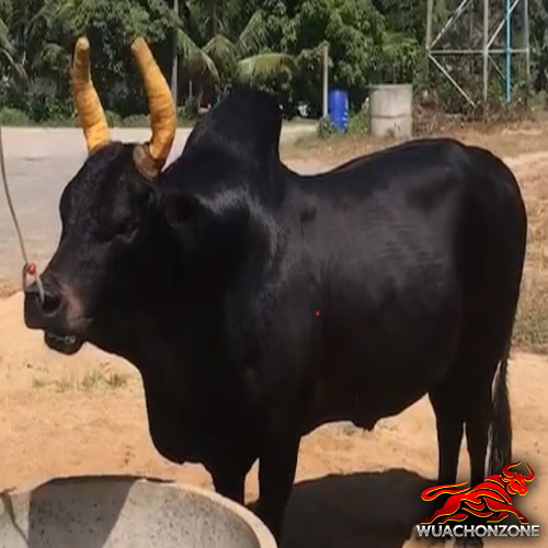 ดุกด้างแซมมีชัย (ไอ้ตี๋ใหญ่)