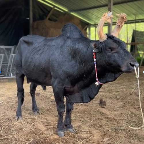 โคนิลเเซมเพชรทองเเท้ “ไอ้ดำวังนา”