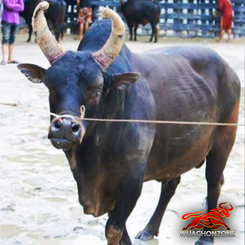 ดุกด้างเพชรสังหาร (เสือดำ)