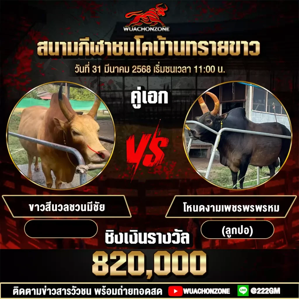 โปรแกรมวัวชน วันที่ 31 มีนาคม 2568