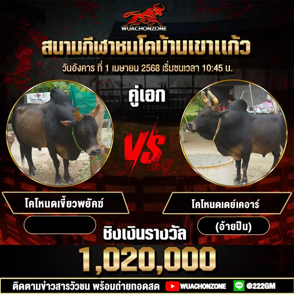 โปรแกรมวัวชน วันที่ 1 เมษายน 2568