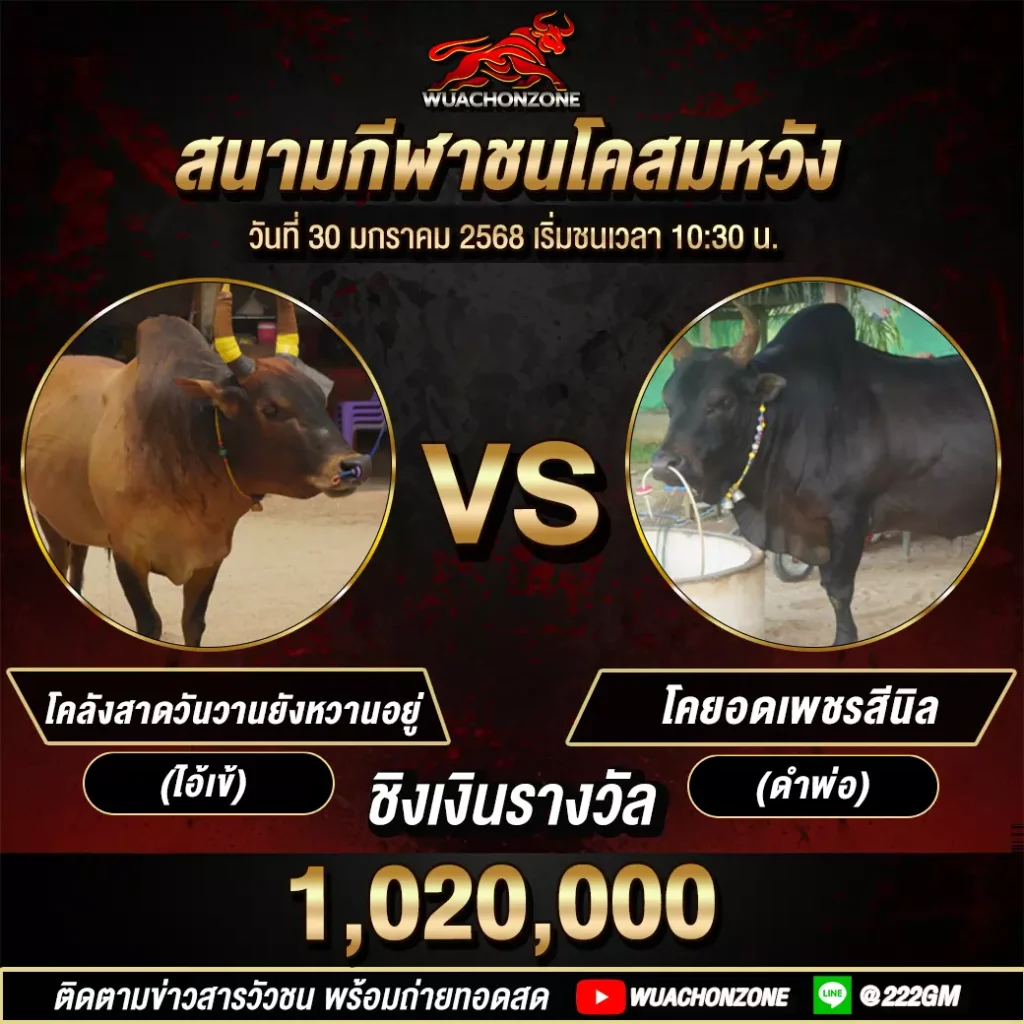 โปรแกรมวัวชน สนามชนโค สมหวัง วันที่ 26 มีนาคม 2568