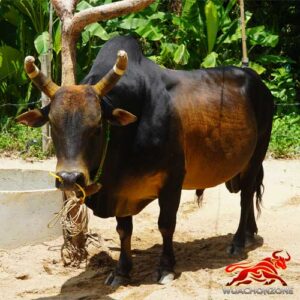 โคโหนดอัศวินแท่งทอง