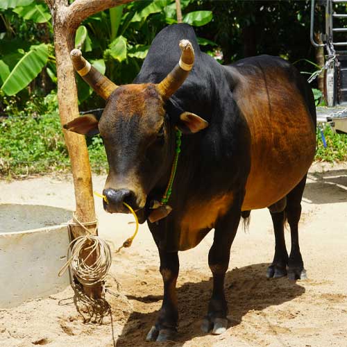 โคโหนดอัศวินแท่งทอง