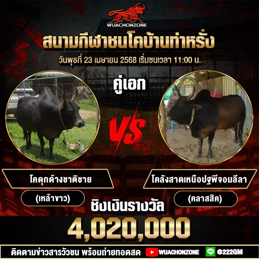 โปรแกรมวัวชน วันที่ 23 เมษายน 2568