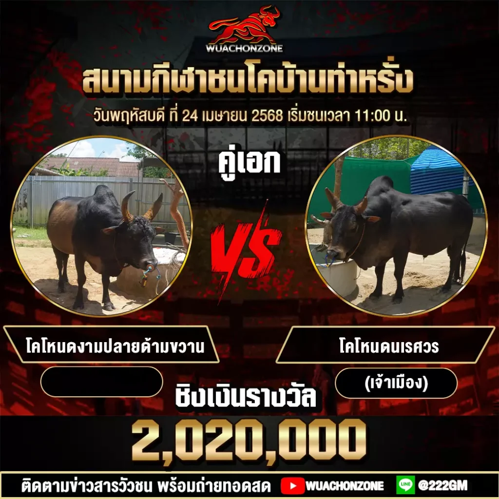 โปรแกรมวัวชน วันที่ 24 เมษายน 2568
