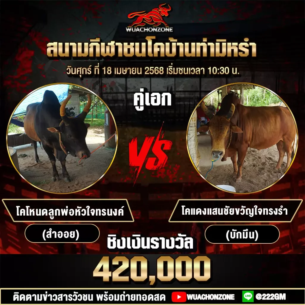 โปรแกรมวัวชน วันที่ 18 เมษายน 2568