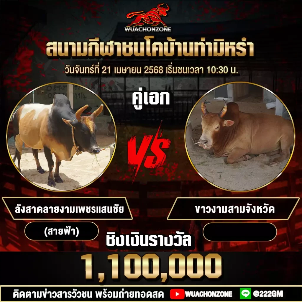 โปรแกรมวัวชน วันที่ 21 เมษายน 2568