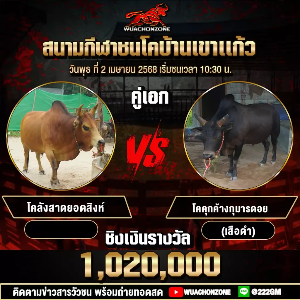 โปรแกรมวัวชน วันที่ 2 เมษายน 2568