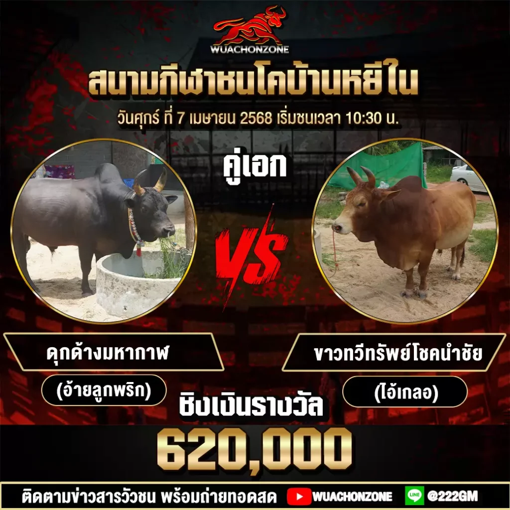 โปรแกรมวัวชน วันที่ 7 เมษายน 2568