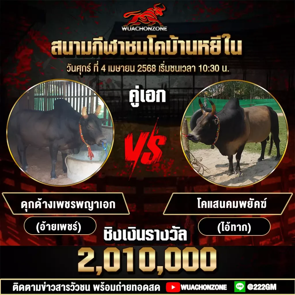 โปรแกรมวัวชน วันที่ 4 เมษายน 2568