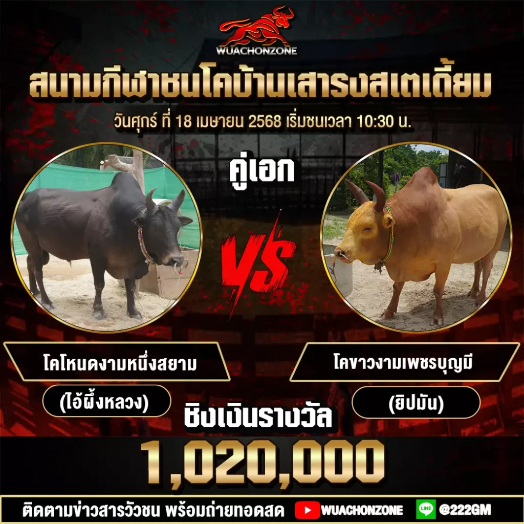 โปรแกรมวัวชน วันที่ 18 เมษายน 2568