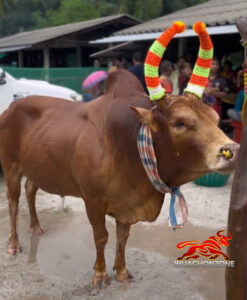 โคเเดงเเสงตะวัน เเดงลูกทวด