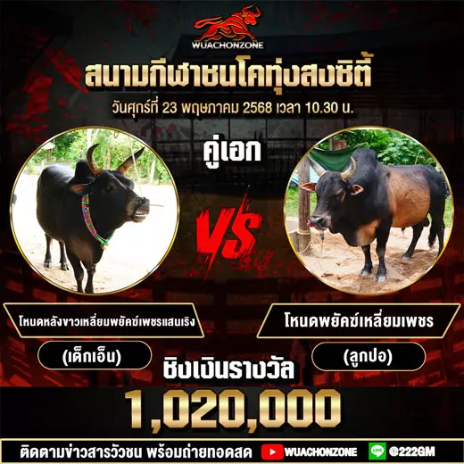 โปรแกรมวัวชน วันที่ 23 พฤษภาคม 2568