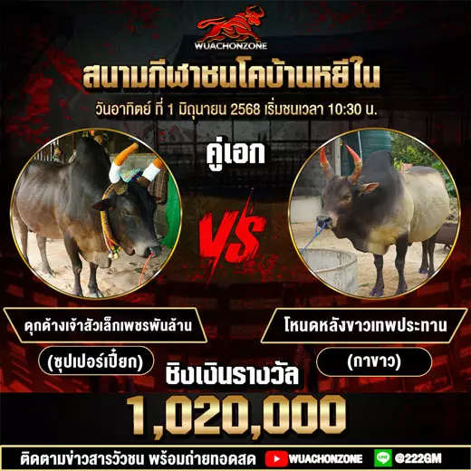 โปรแกรมวัวชน วันที่ 1 มิถุนายน 2568