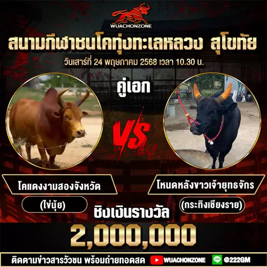 โปรแกรมวัวชน วันที่ 24 พฤษภาคม 2568