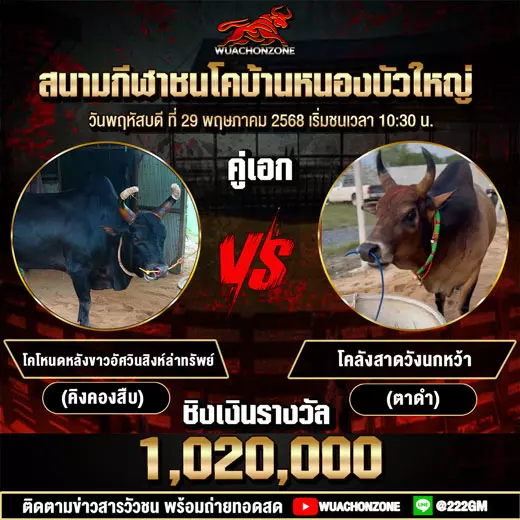 โปรแกรมวัวชน วันที่ 29 พฤษภาคม 2568