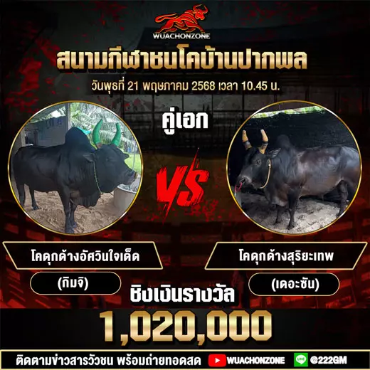 โปรแกรมวัวชน วันที่ 21 พฤษภาคม 2568