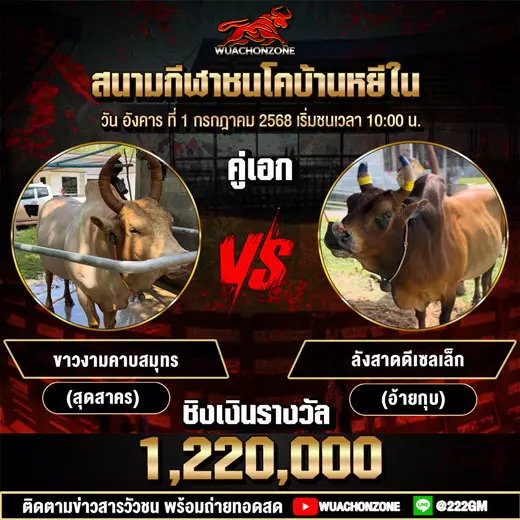 โปรแกรมวัวชน วันที่ 1 กรกฎาคม 2568