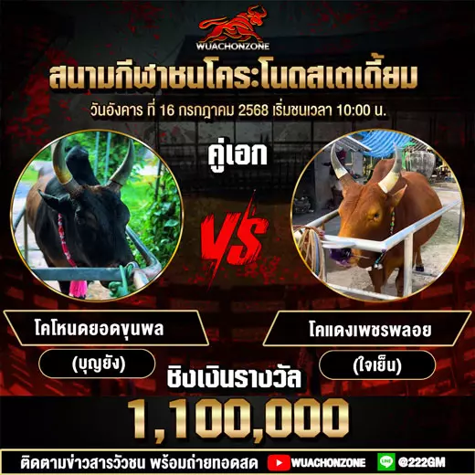 โปรแกรมวัวชน วันที่ 16 กรกฎาคม 2568
