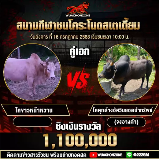 โปรแกรมวัวชน วันที่ 16 กรกฎาคม 2568