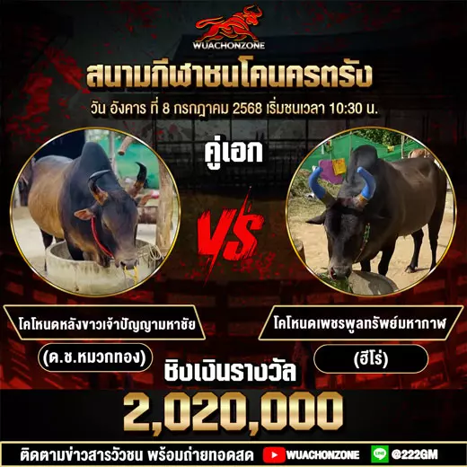 โปรแกรมวัวชน วันที่ 8 กรกฎาคม 2568